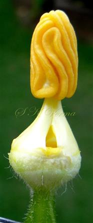  Stamens Head
